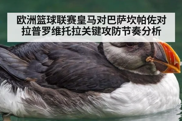 欧洲篮球联赛皇马对巴萨坎帕佐对拉普罗维托拉关键攻防节奏分析